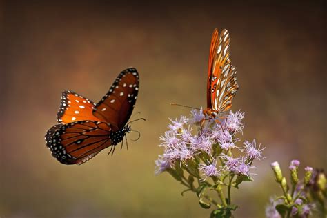 Unlocking Nature's Secrets: Scientific Research and the Magic Butterfly Net